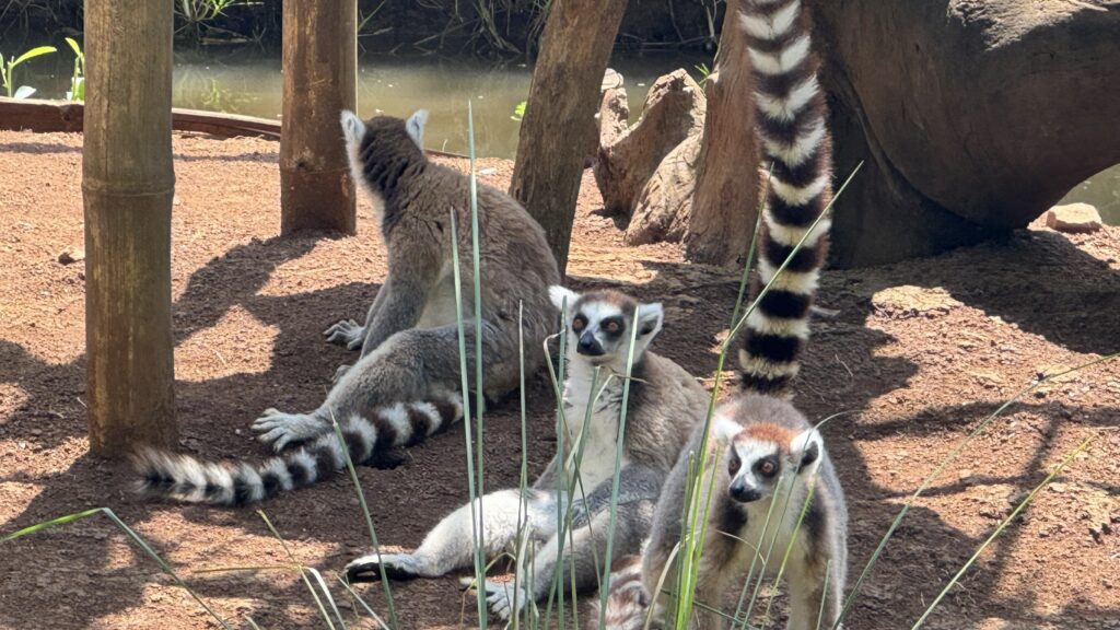 Madagaskar – Divoký sever a tropické ostrovy