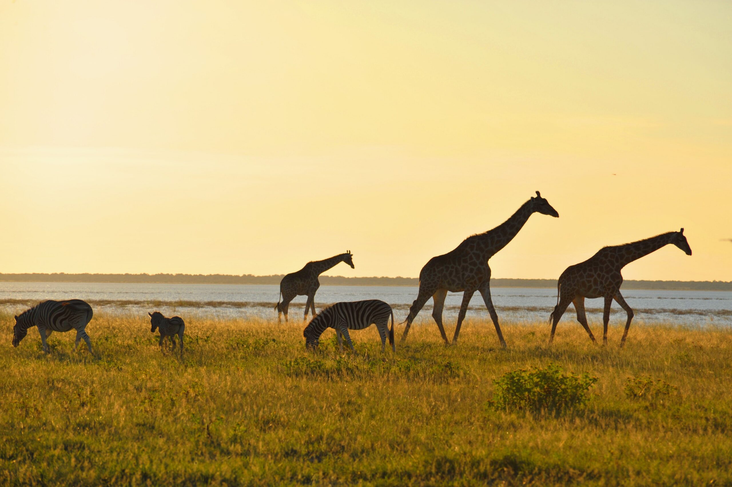 Nxai Pan – nekonečné pláne a divoká Botswana