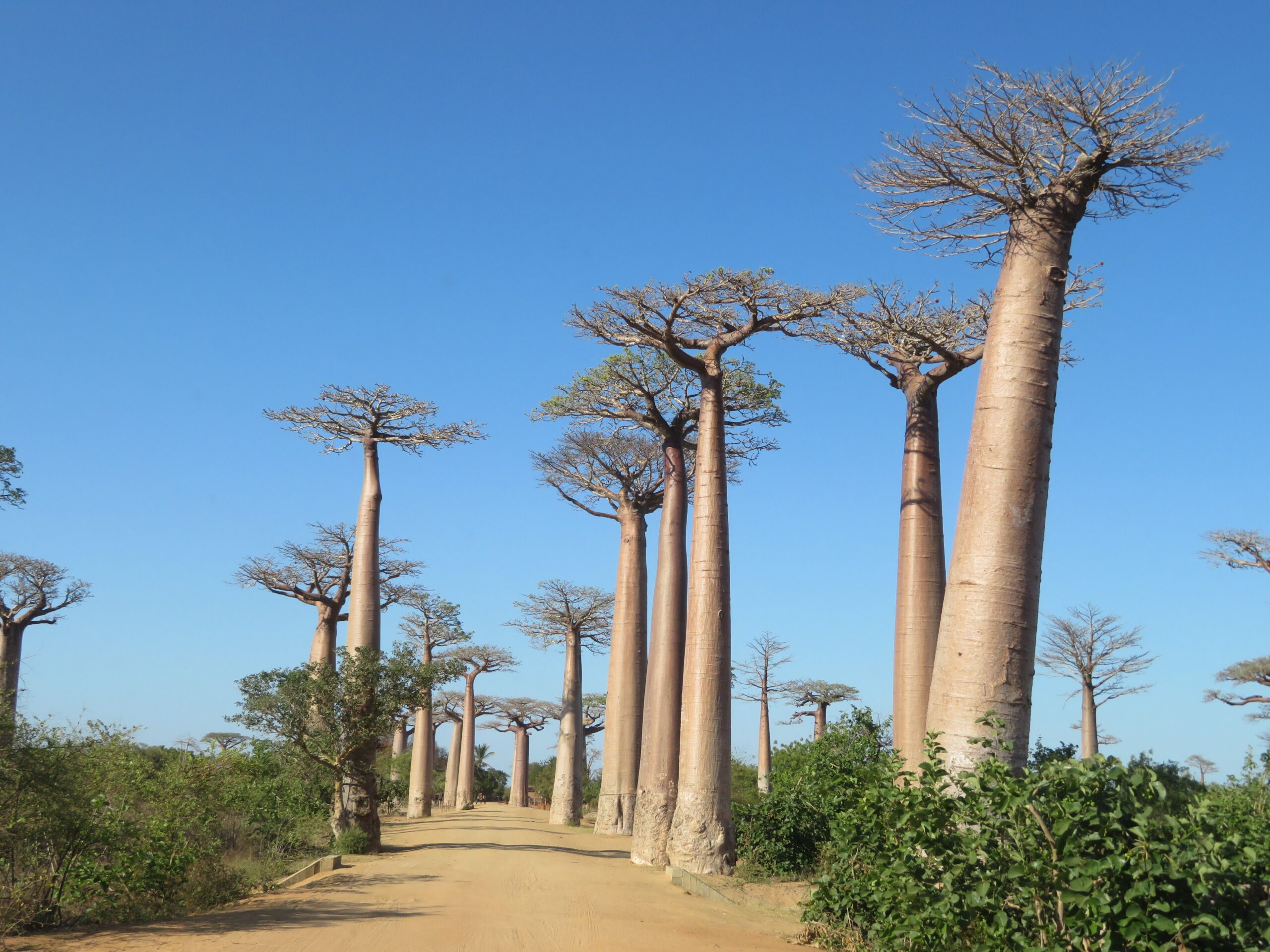 Baines’ Baobabs rastú pri Kudiakam Pan v národnom parku Nxai Pan v Botswane