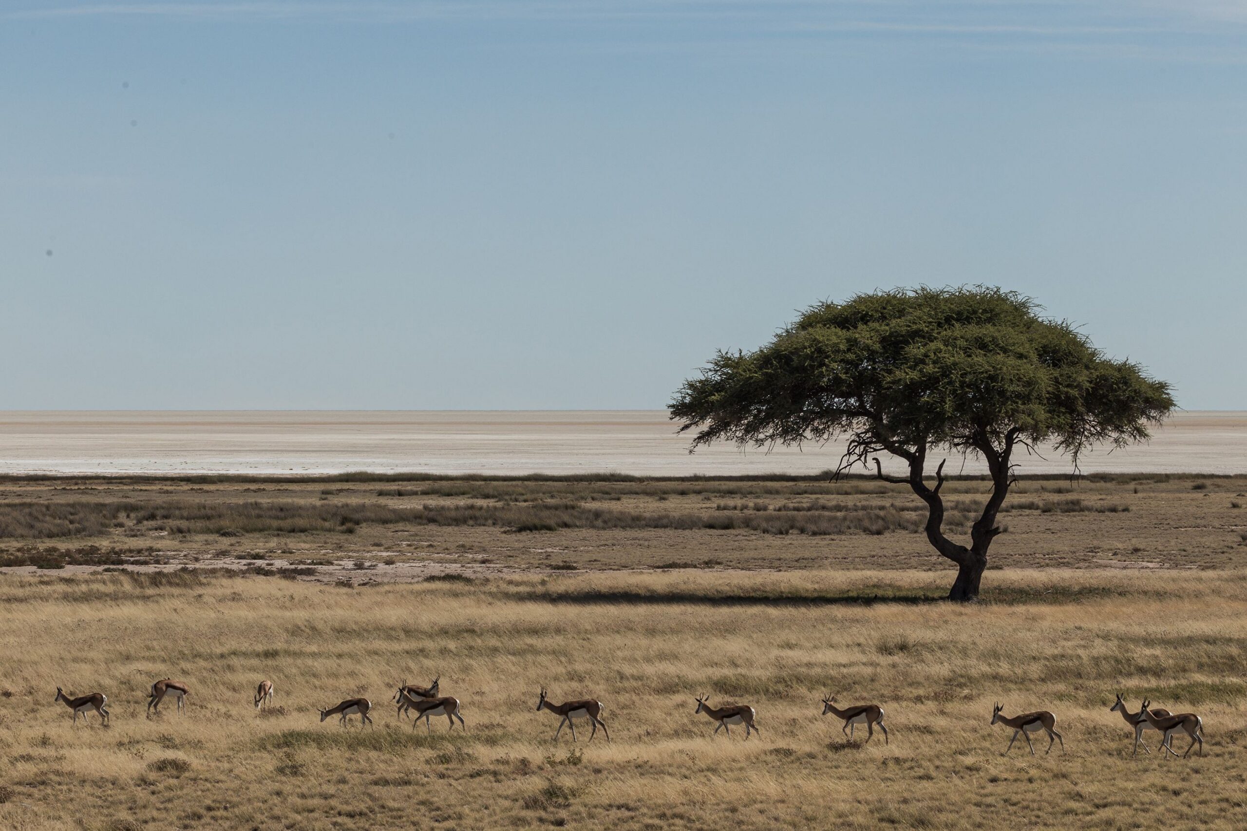 Skupina zebier kráčajúca africkou savanou pri akácii